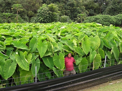 colocasia esculenta  növény termesztése